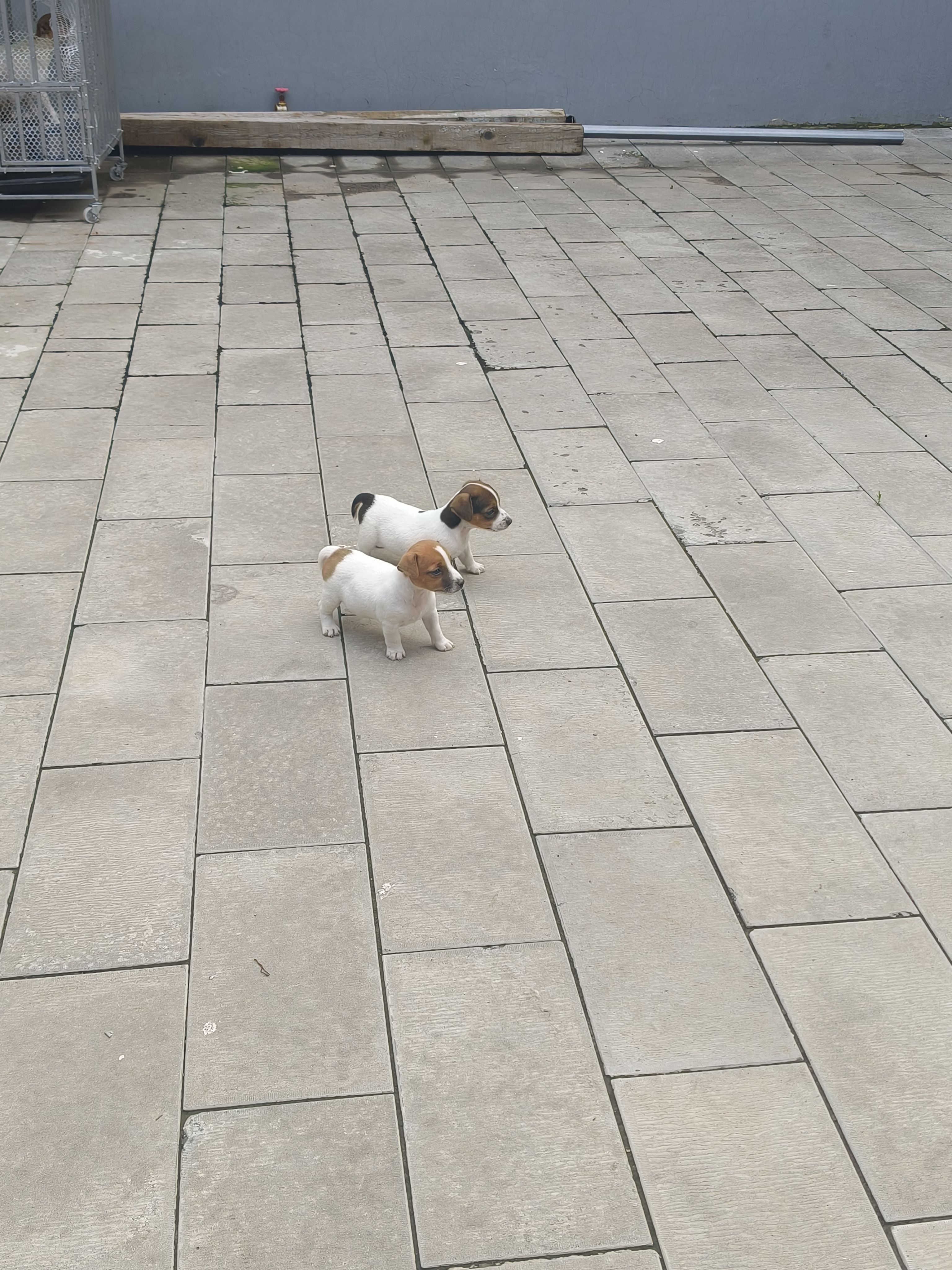 杰克罗素梗幼犬，健康可爱，喜欢的私聊